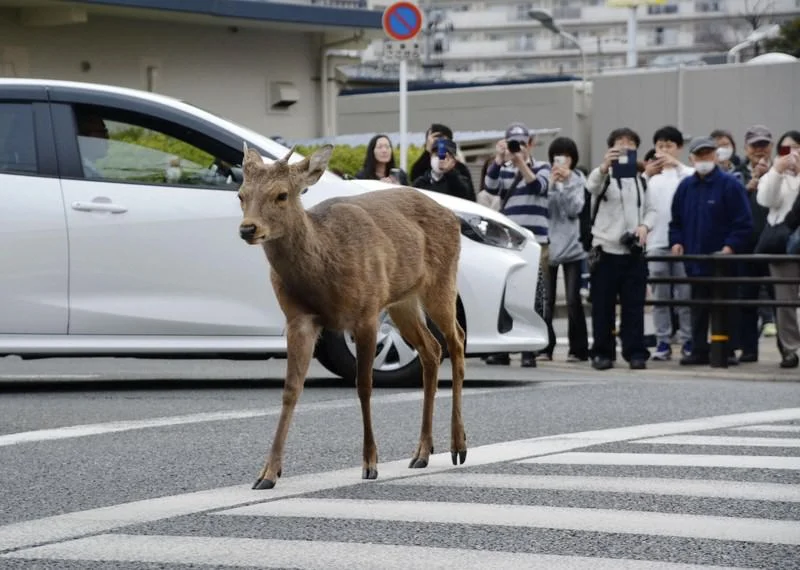 nara-deer-in-osaka.webp