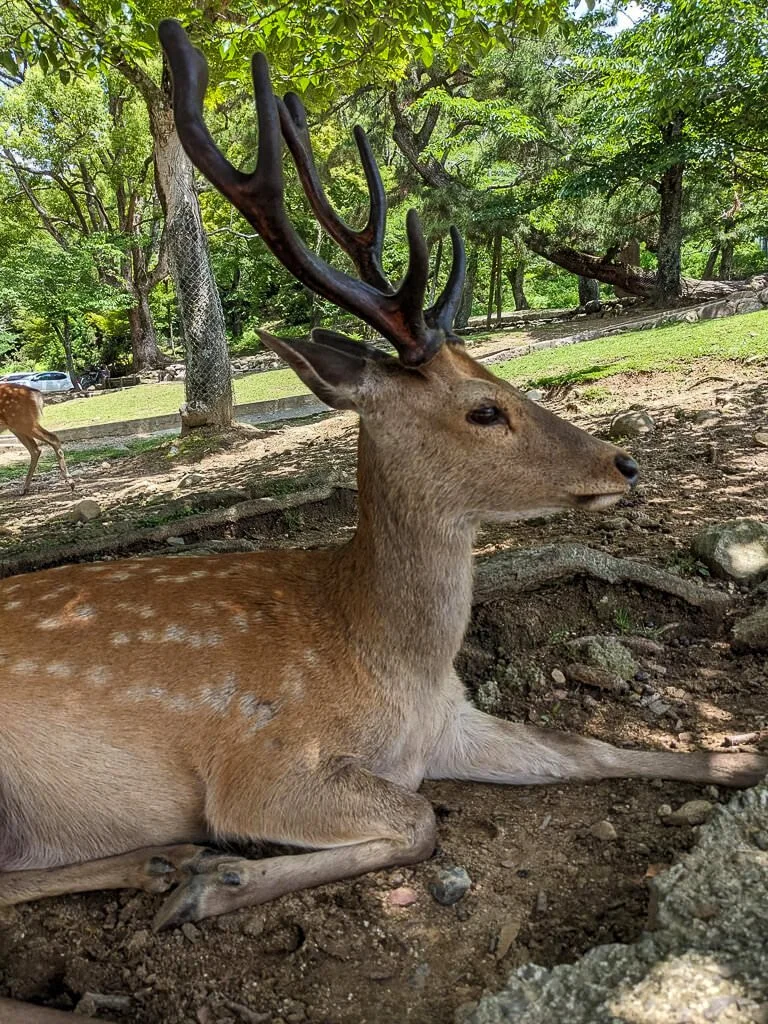 Nara June 2025