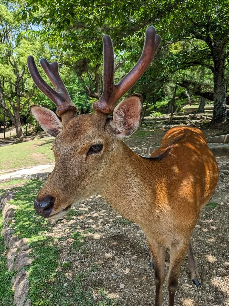 Nara June 2025