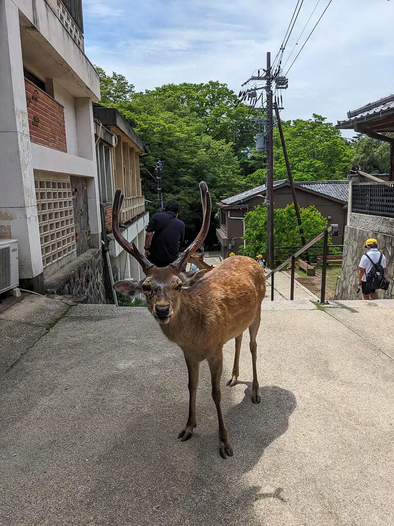 Nara June 2025