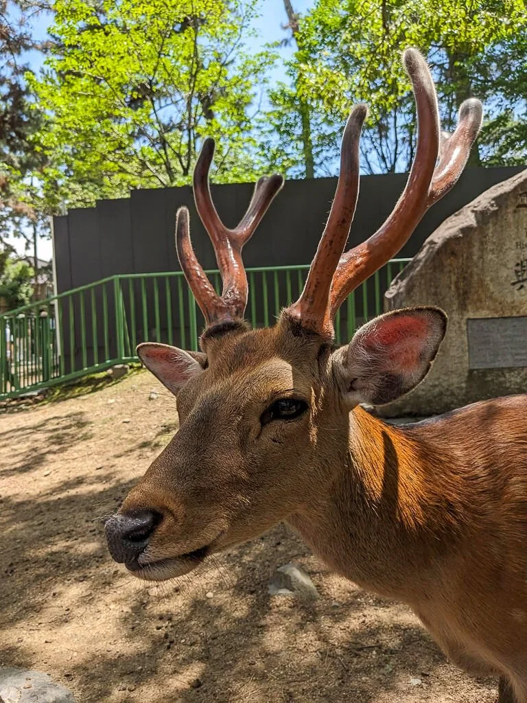 Nara June 2025