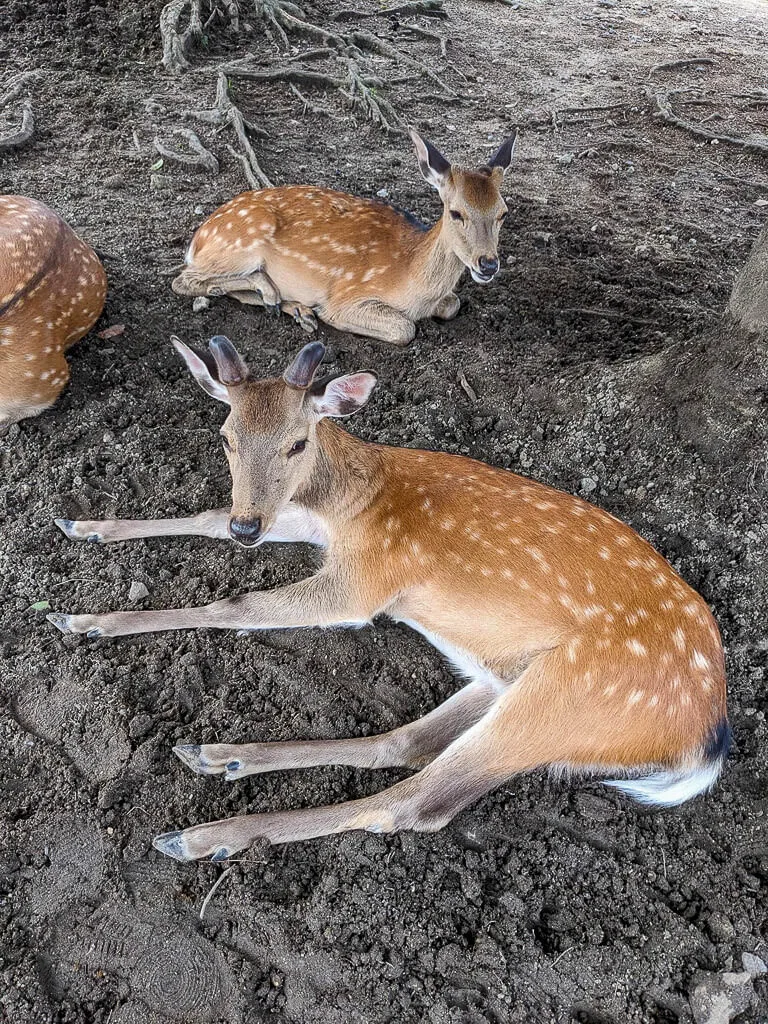 Nara June 2025