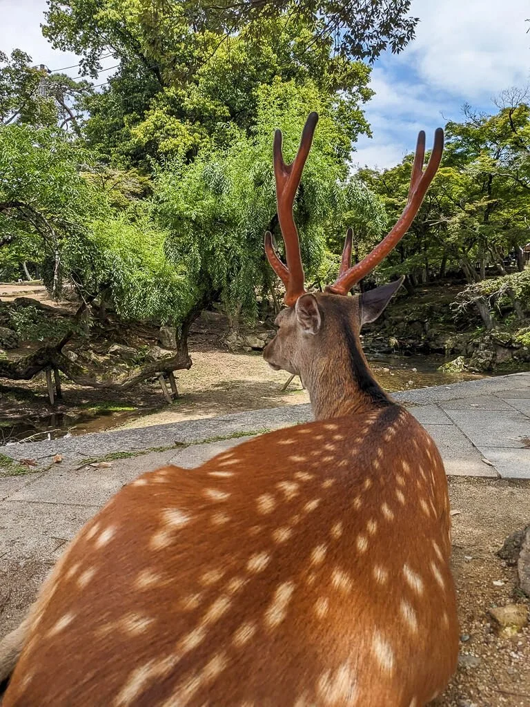 Nara June 2025
