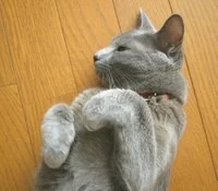 neko.jpg