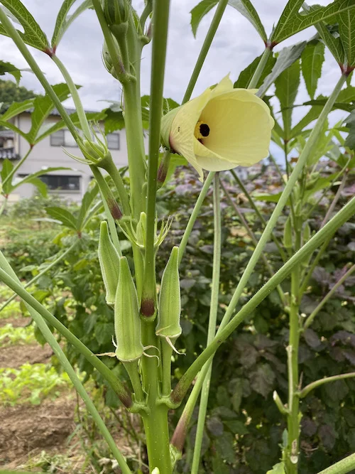 okra-1.jpeg