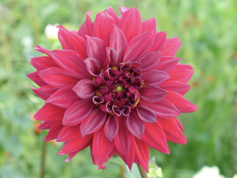 old flower.JPG