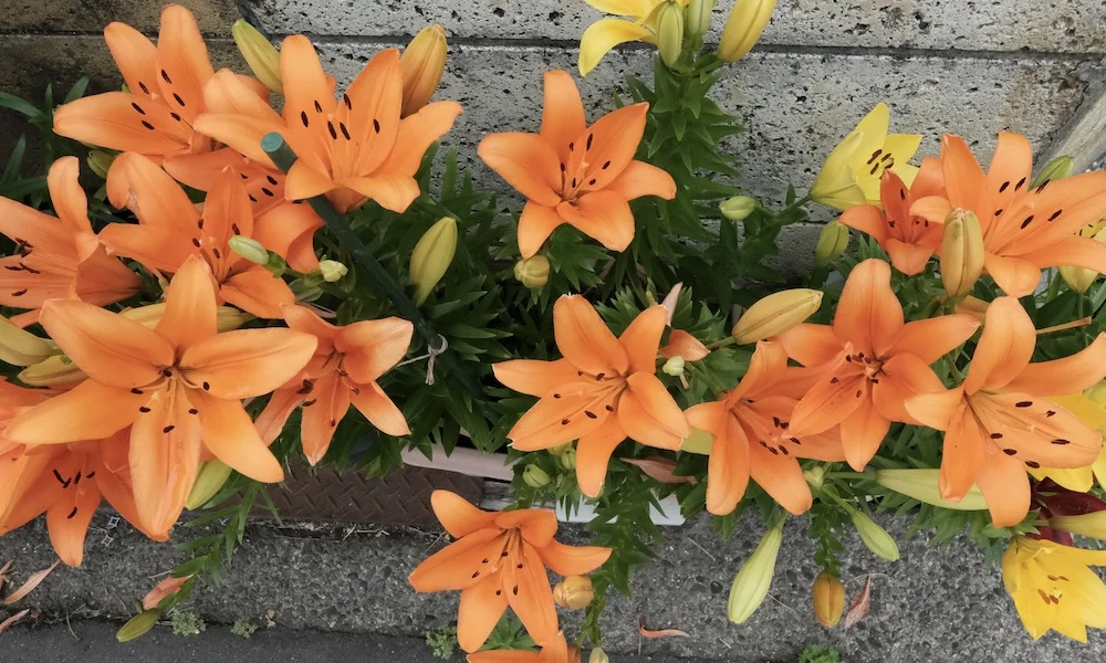 orange 1.JPG