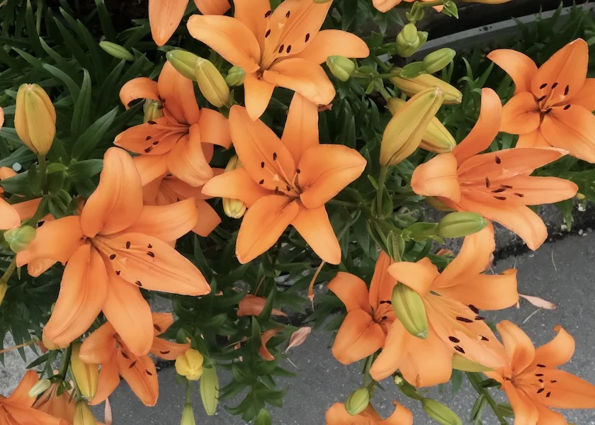 orange 2.JPG