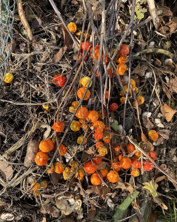 orange-ish.jpeg