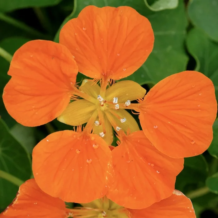 orange.JPG