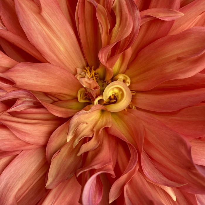 orange-yellow2.jpeg
