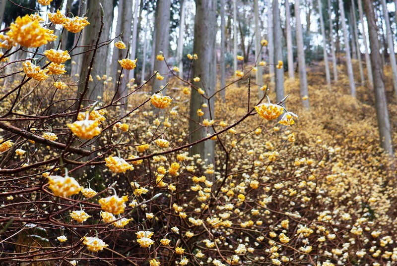 Oriental Paperbush and Fringed Iris Forest