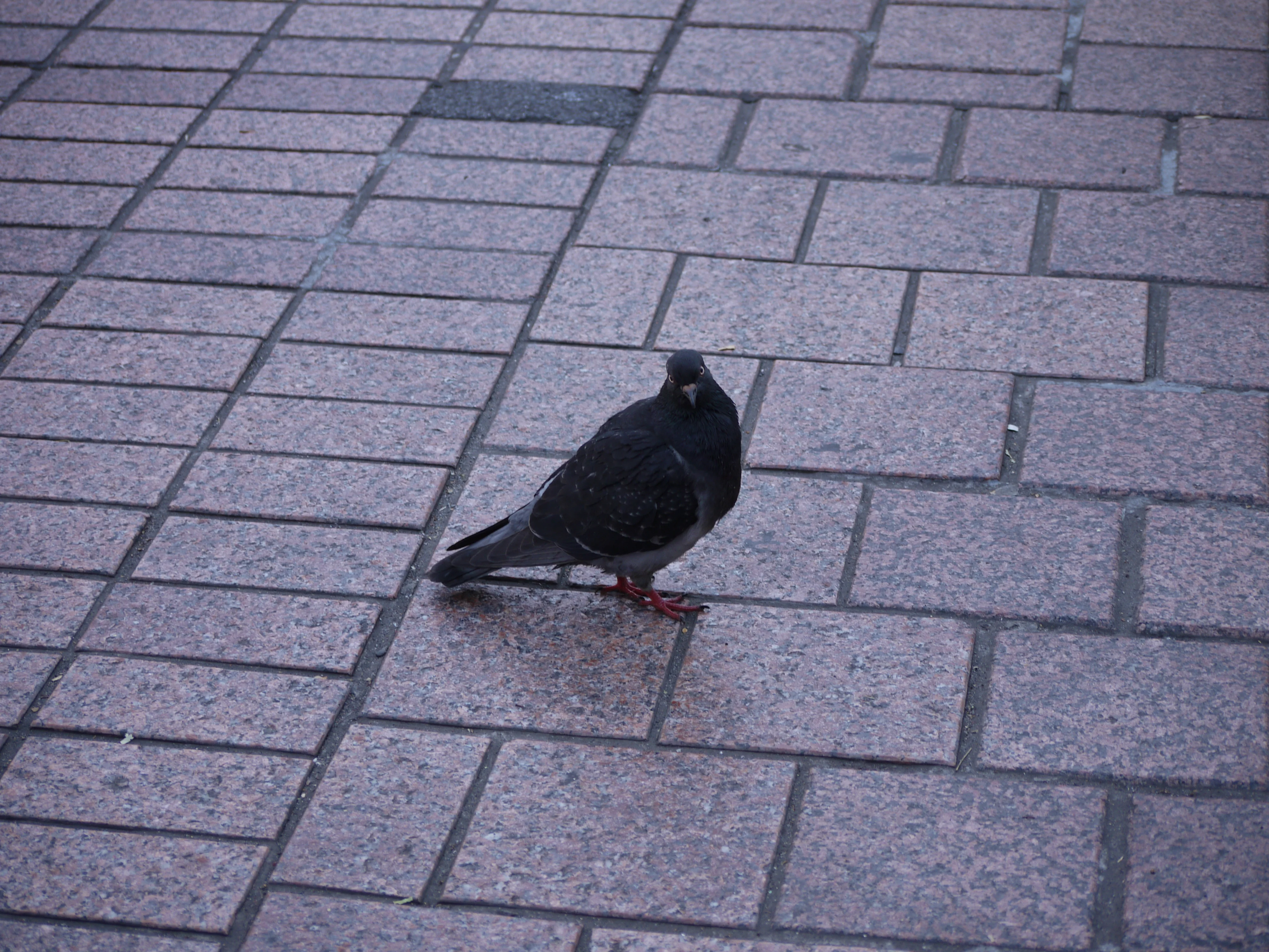 P1170141.JPG