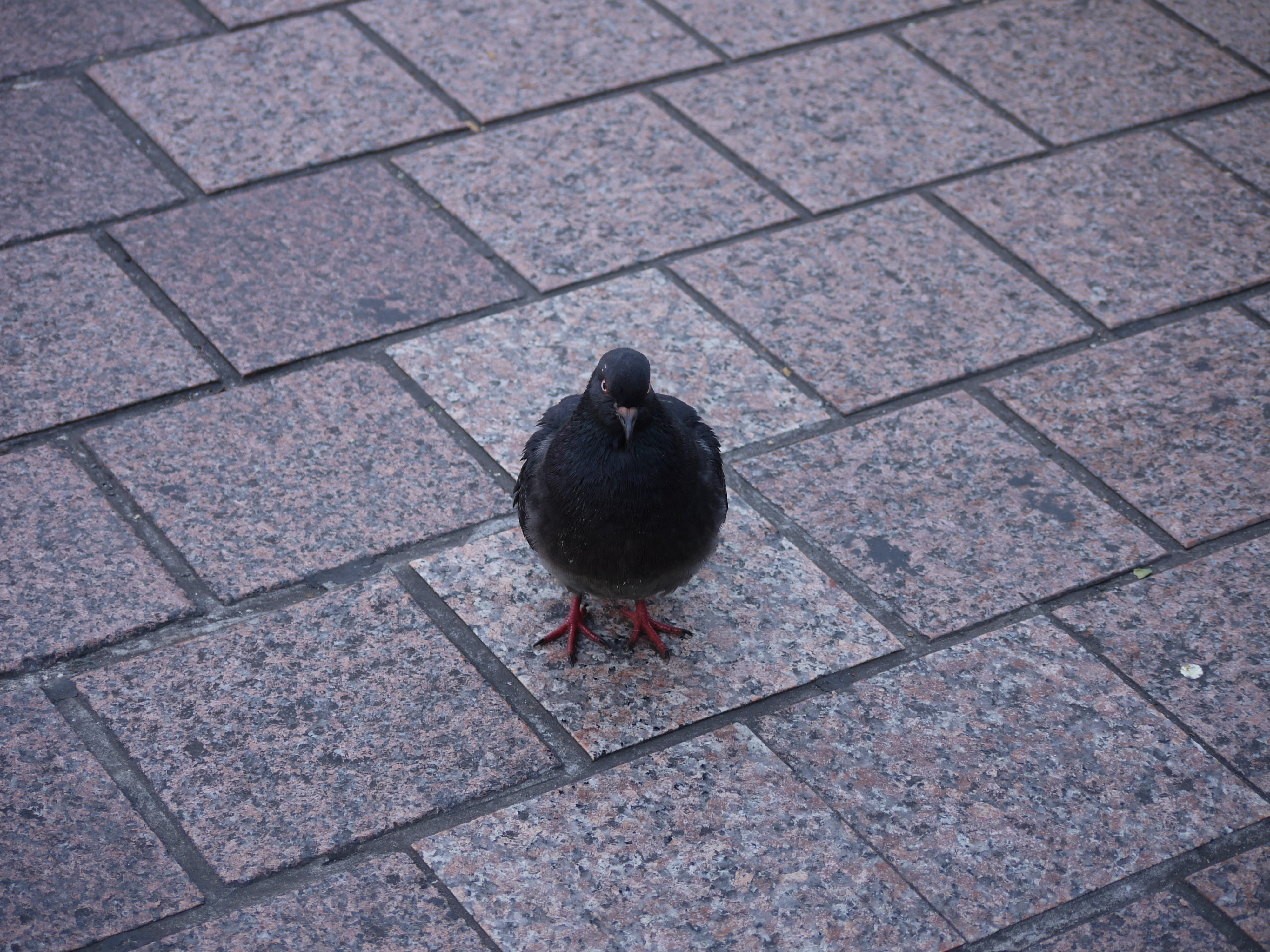 P1170144.JPG
