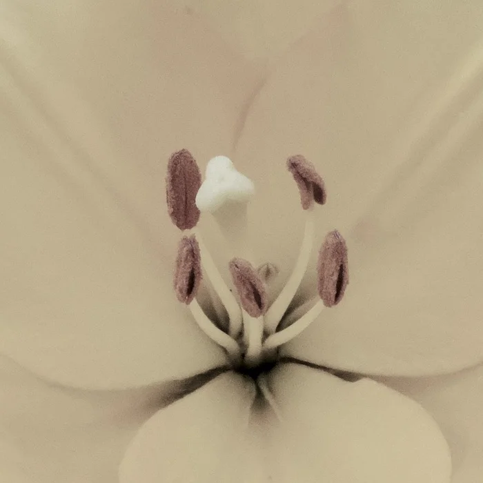 pale.JPG