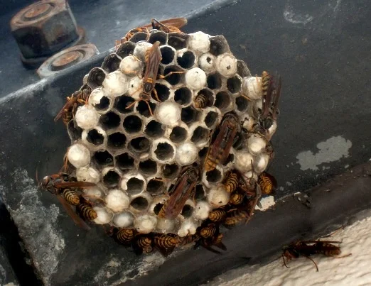 paper_wasp.jpg