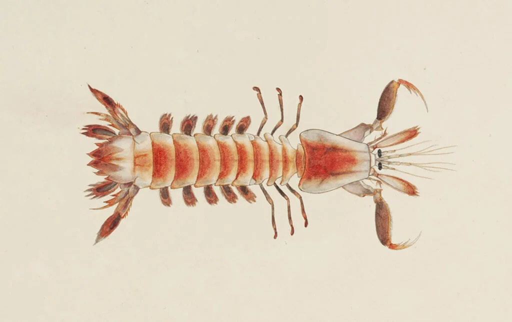 Parasquilla haani