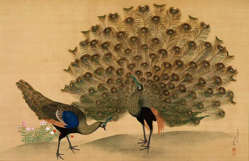 Peacock and peahen