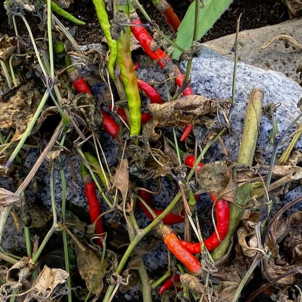 peppers1.JPG