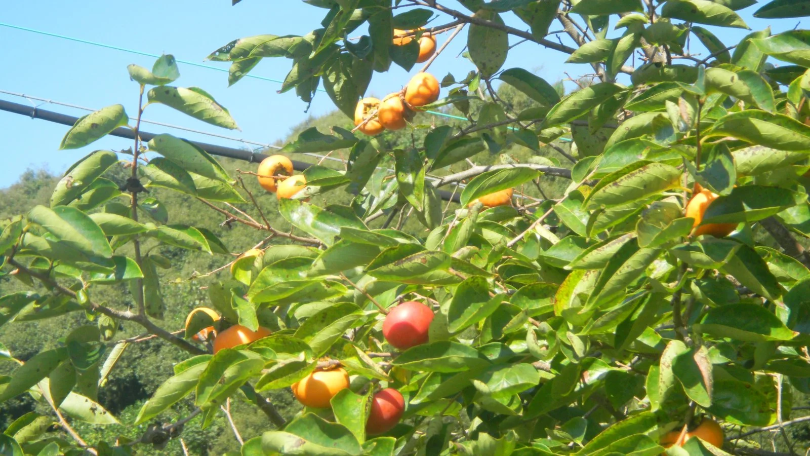 persimmon tree.JPG