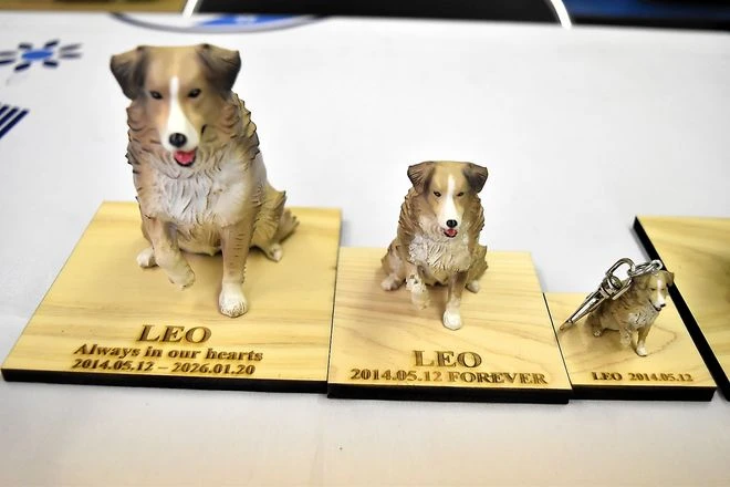 pet-models.webp
