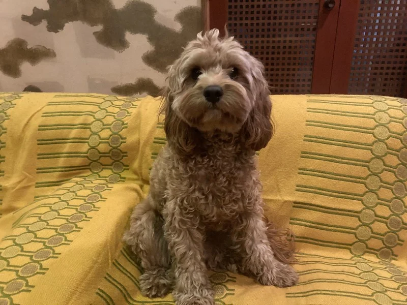 pets-in-the-cabin.jpg