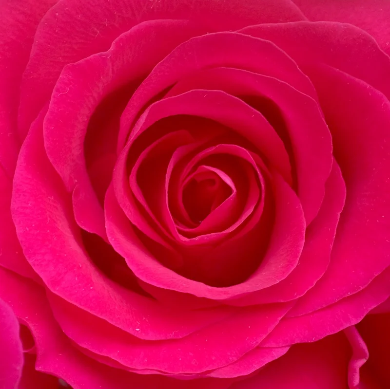 pink rose-1 small.jpg