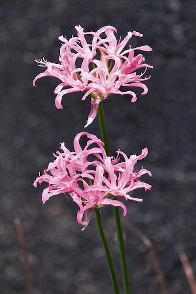 pink.webp