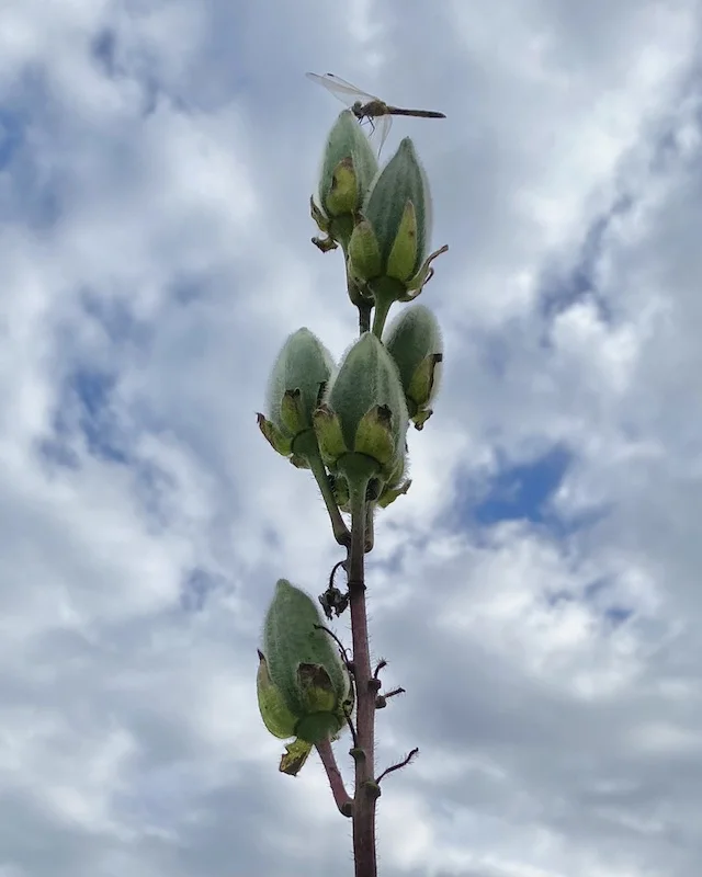 pods-clouds.jpeg
