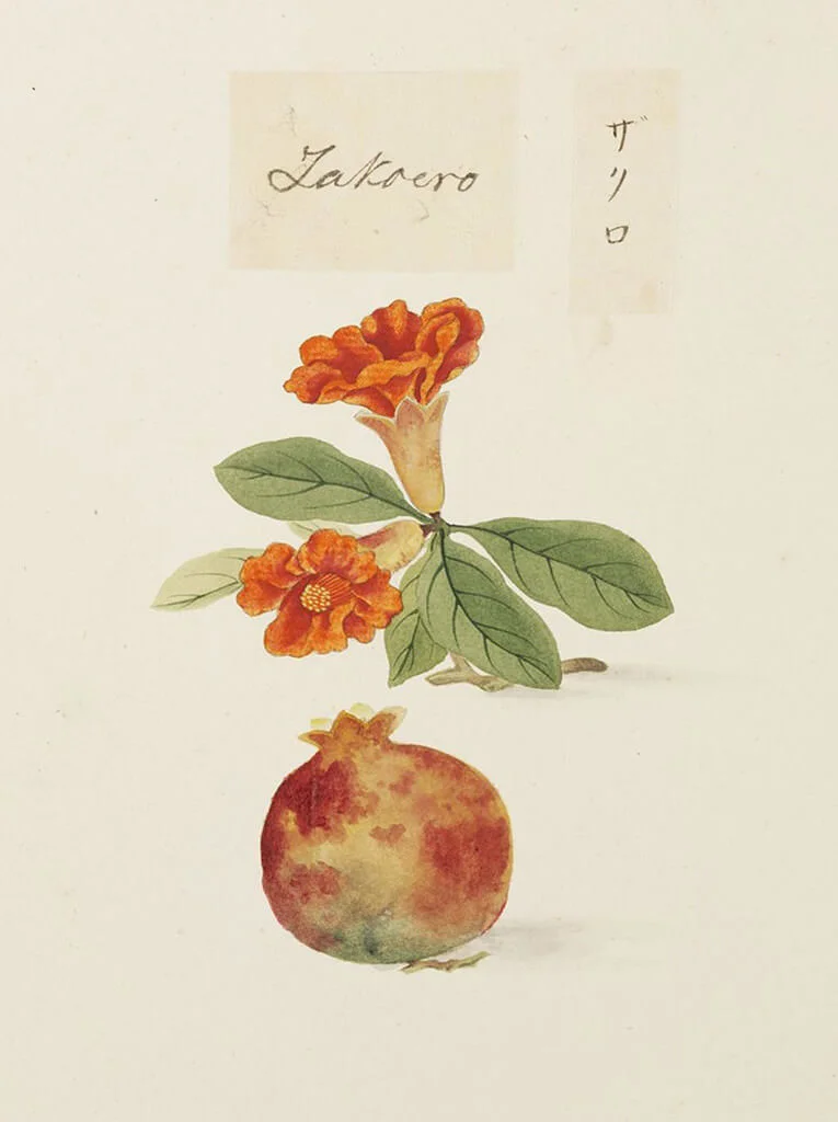 Punica granatum