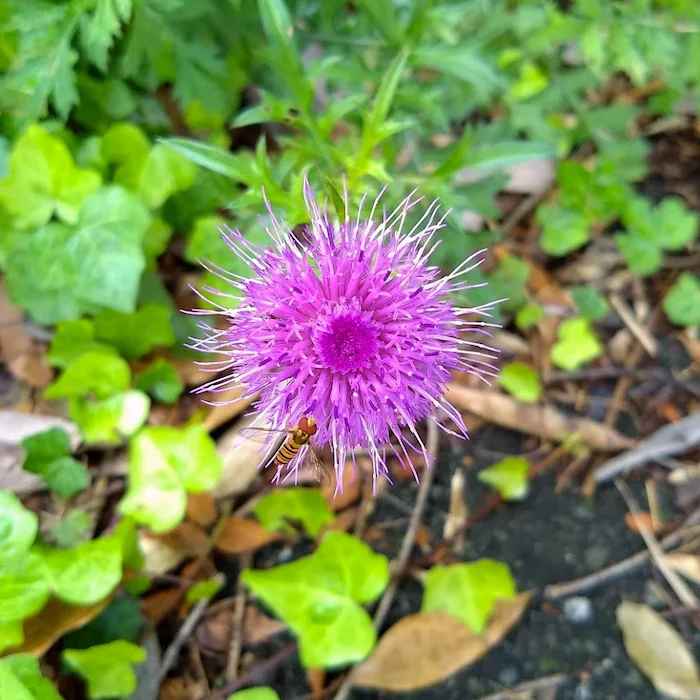 purple flower +bee.png