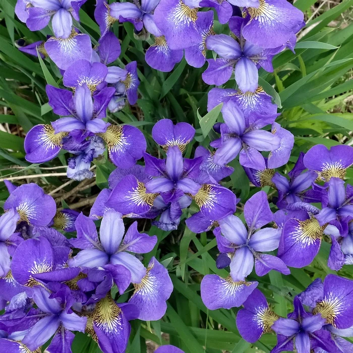purple.JPG