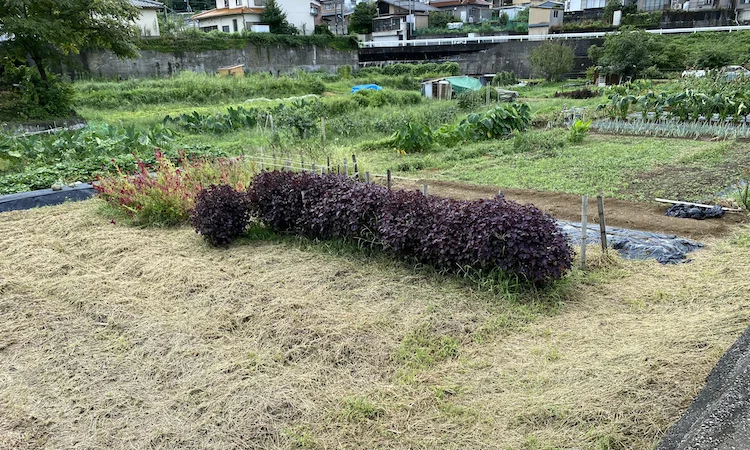 purple shiso.jpeg