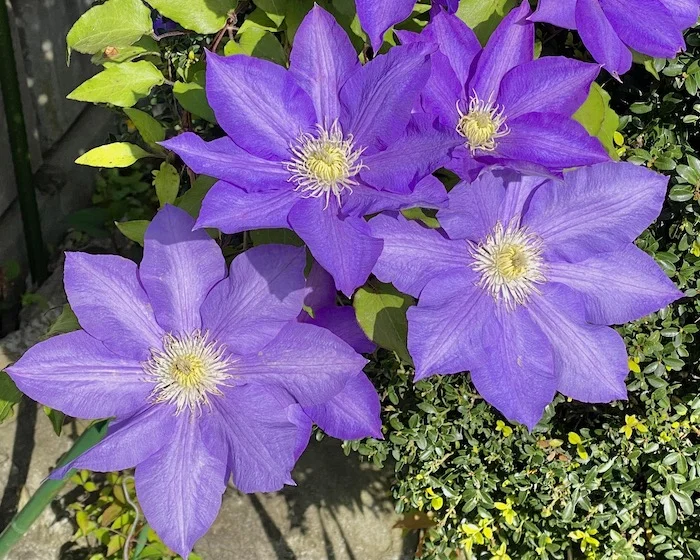 purples.JPG