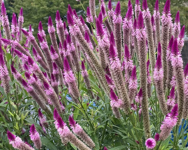 purples.JPG