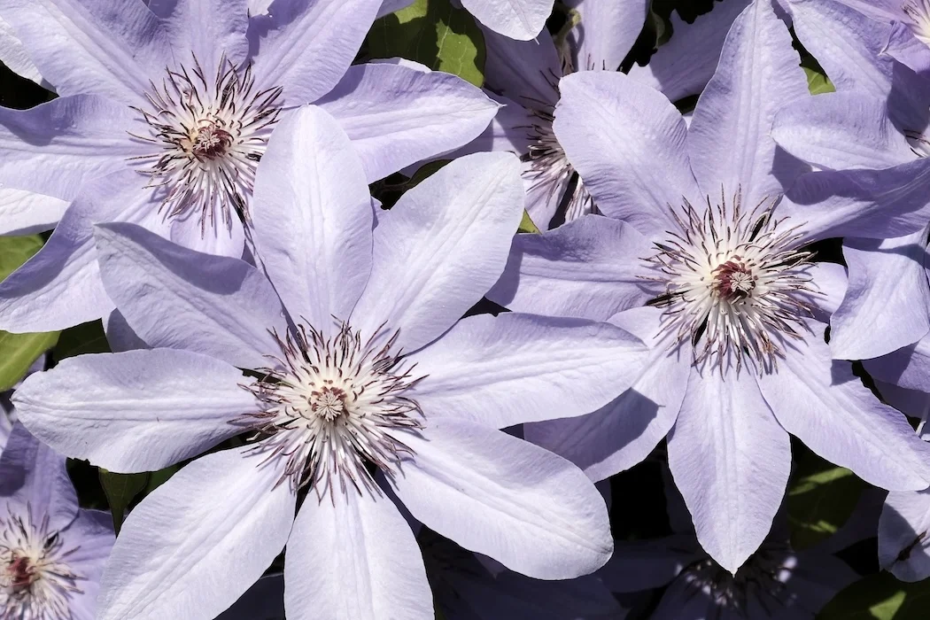 purples.JPG