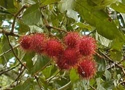 rambutan.jpg