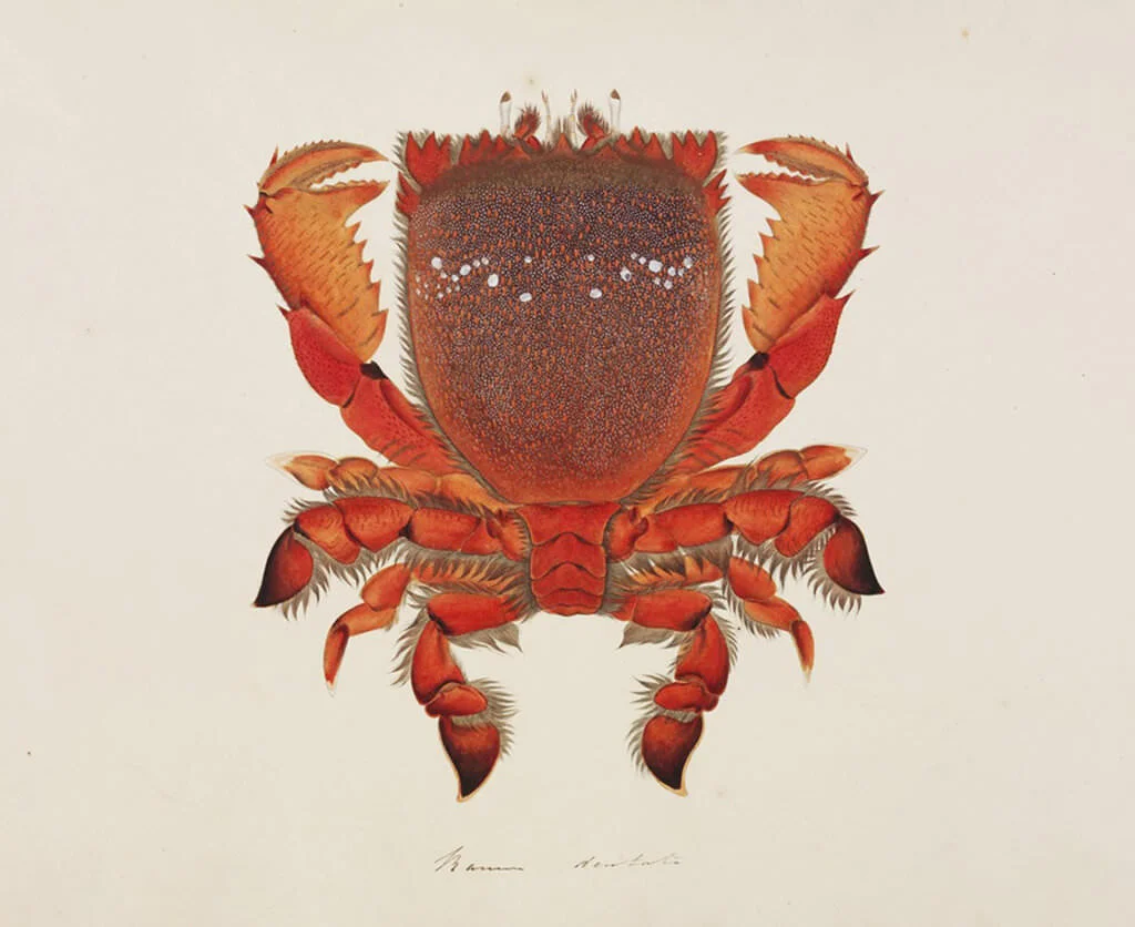 Ranina ranina