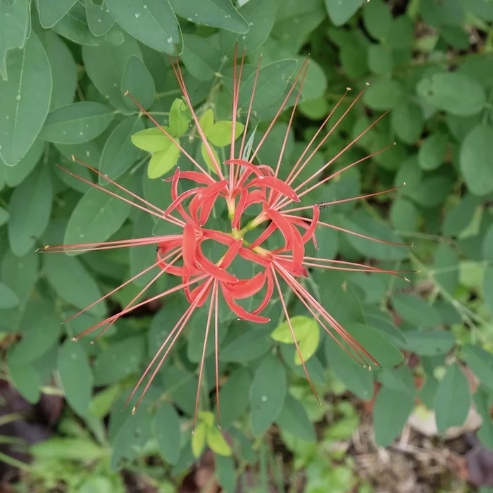 red-green.JPG