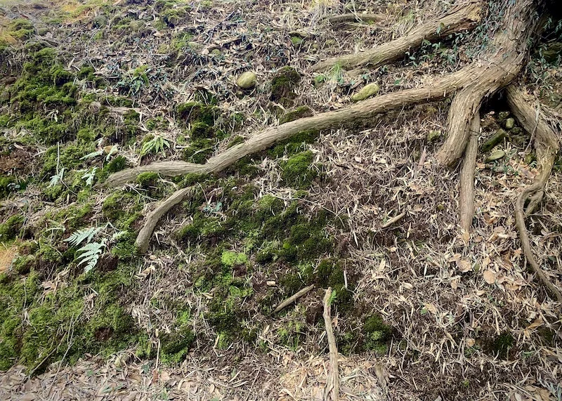 roots color.jpeg