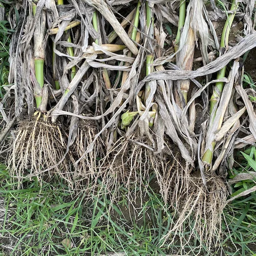 roots.jpeg