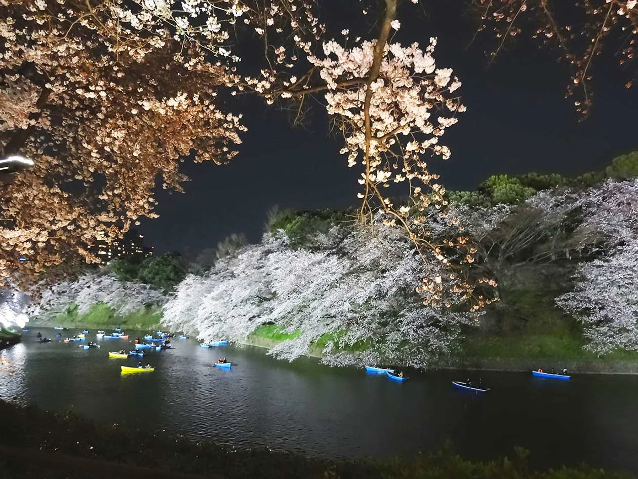 Sakura 2017