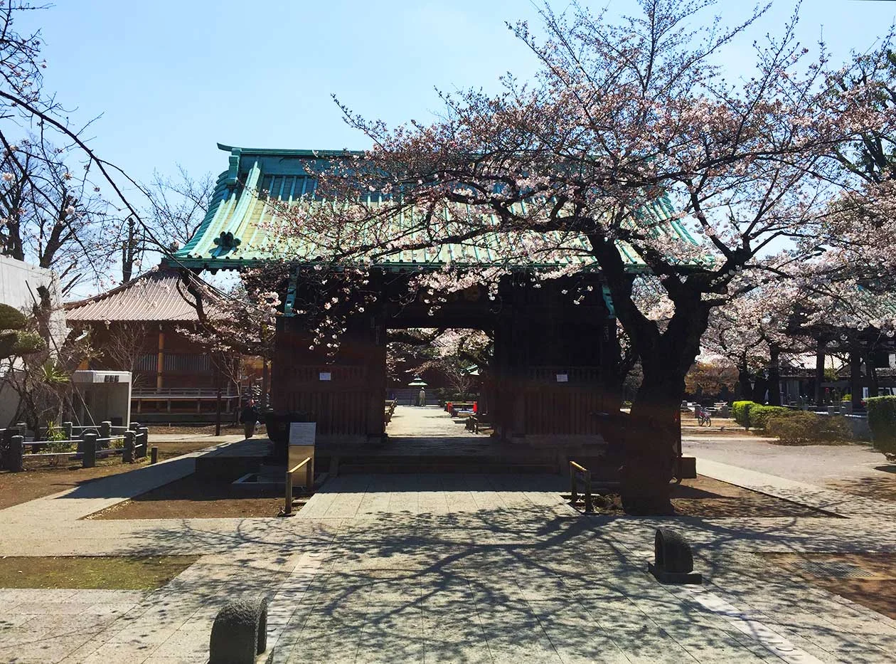 Sakura 2017