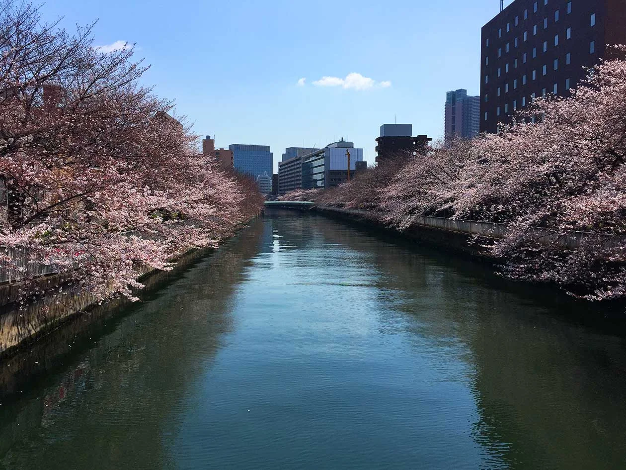 Sakura 2017