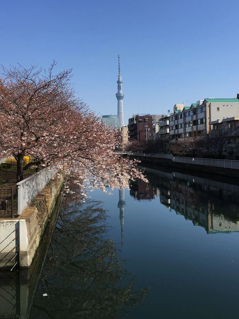 Sakura 2017