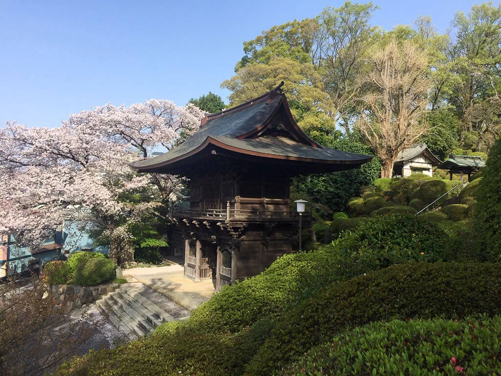 sakura-2021-10.jpg