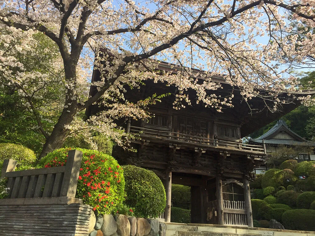 sakura-2021-15.jpg