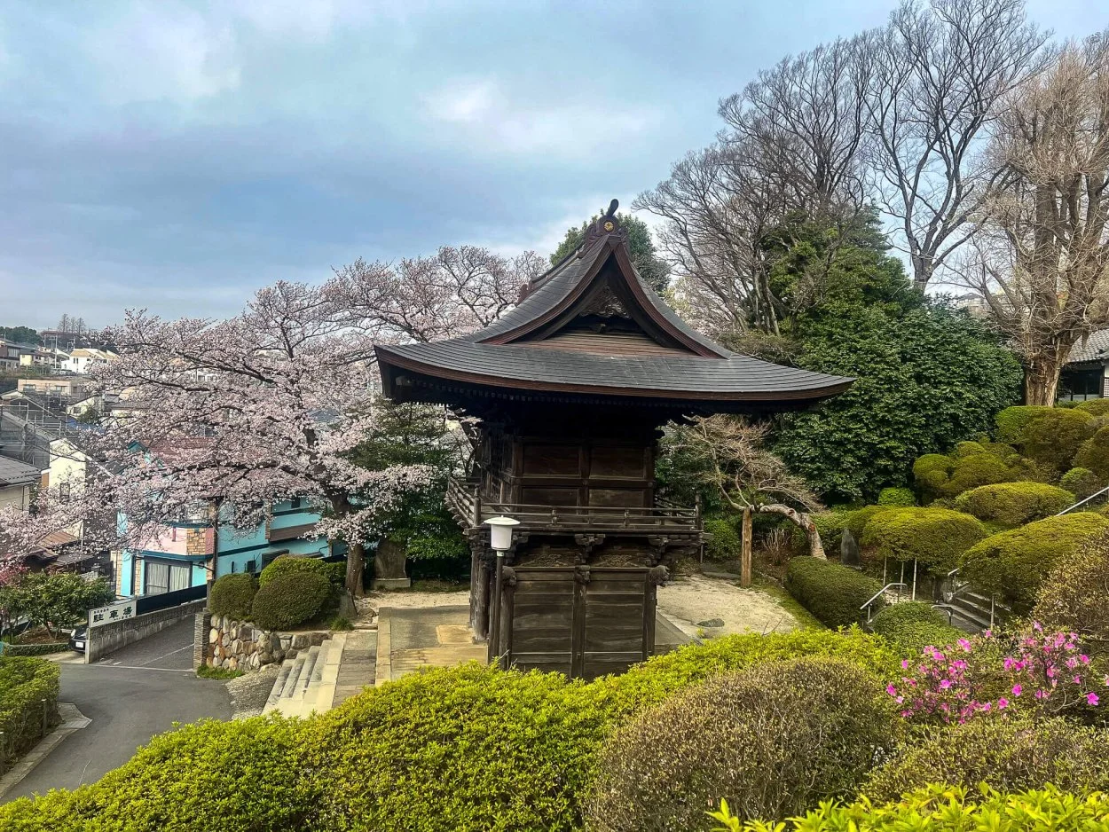 sakura-30032022-1.jpg