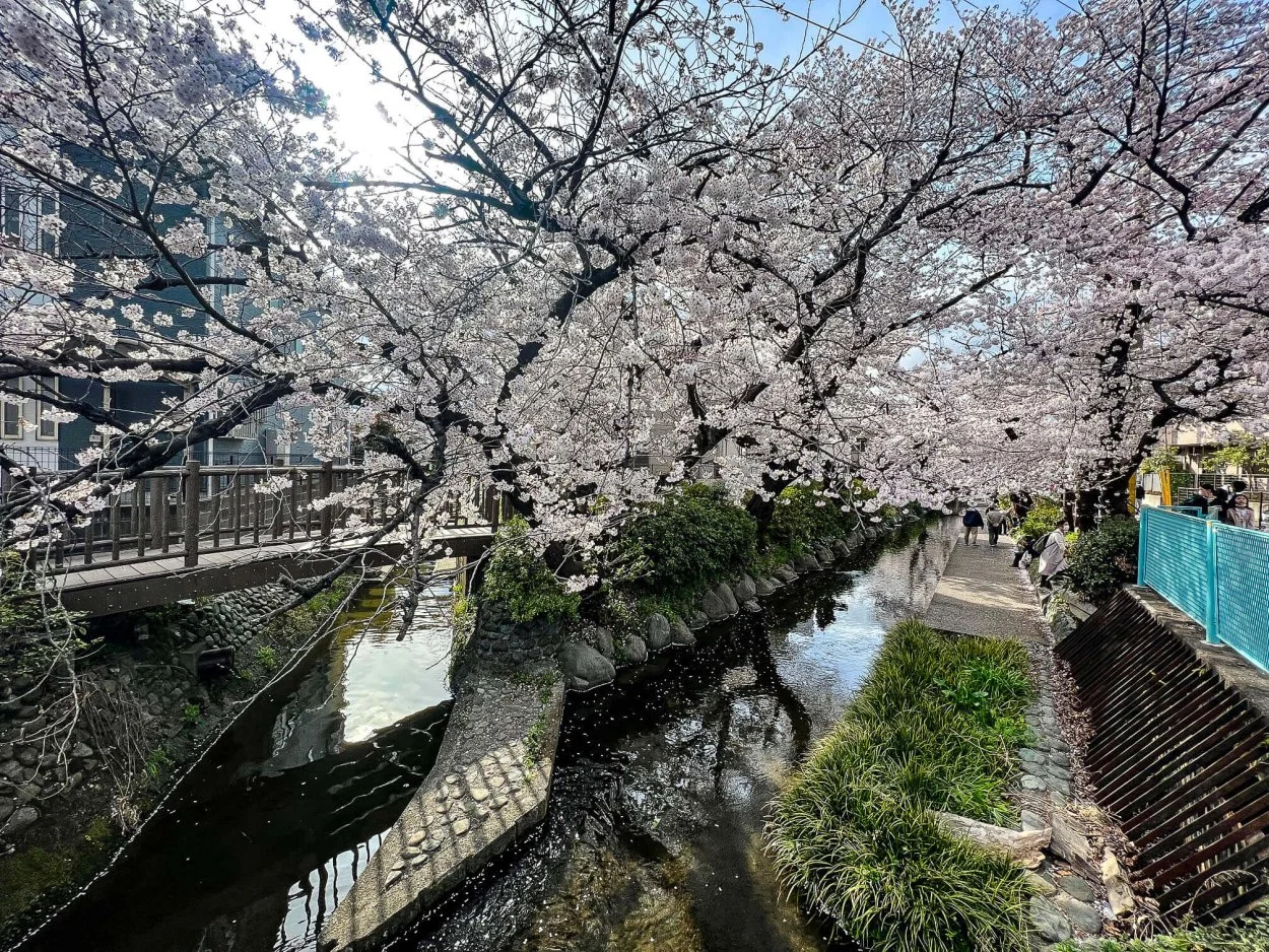 sakura-30032022-6.jpg
