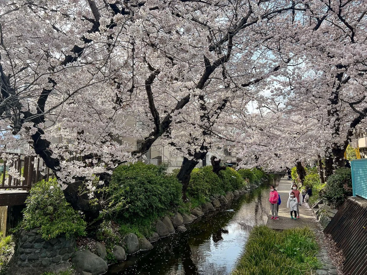sakura-30032022-7.jpg